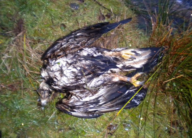 Golden eagle