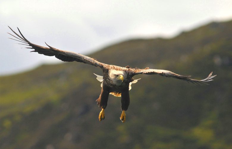 White tailed eagle